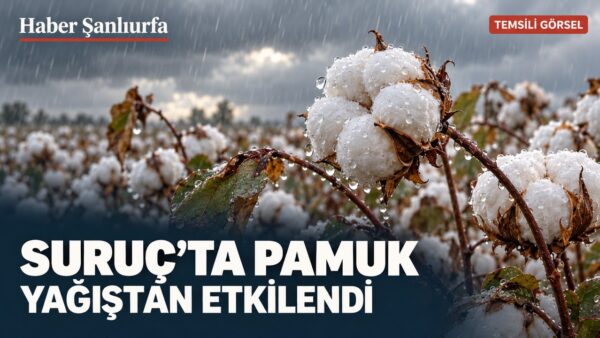 Pamuk kozaları üzerindeki yağmur damlalarını gösteren temsili kapak.